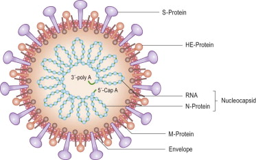 Structure of Human Coronavirus