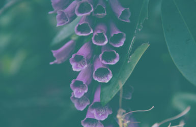 Foxglove