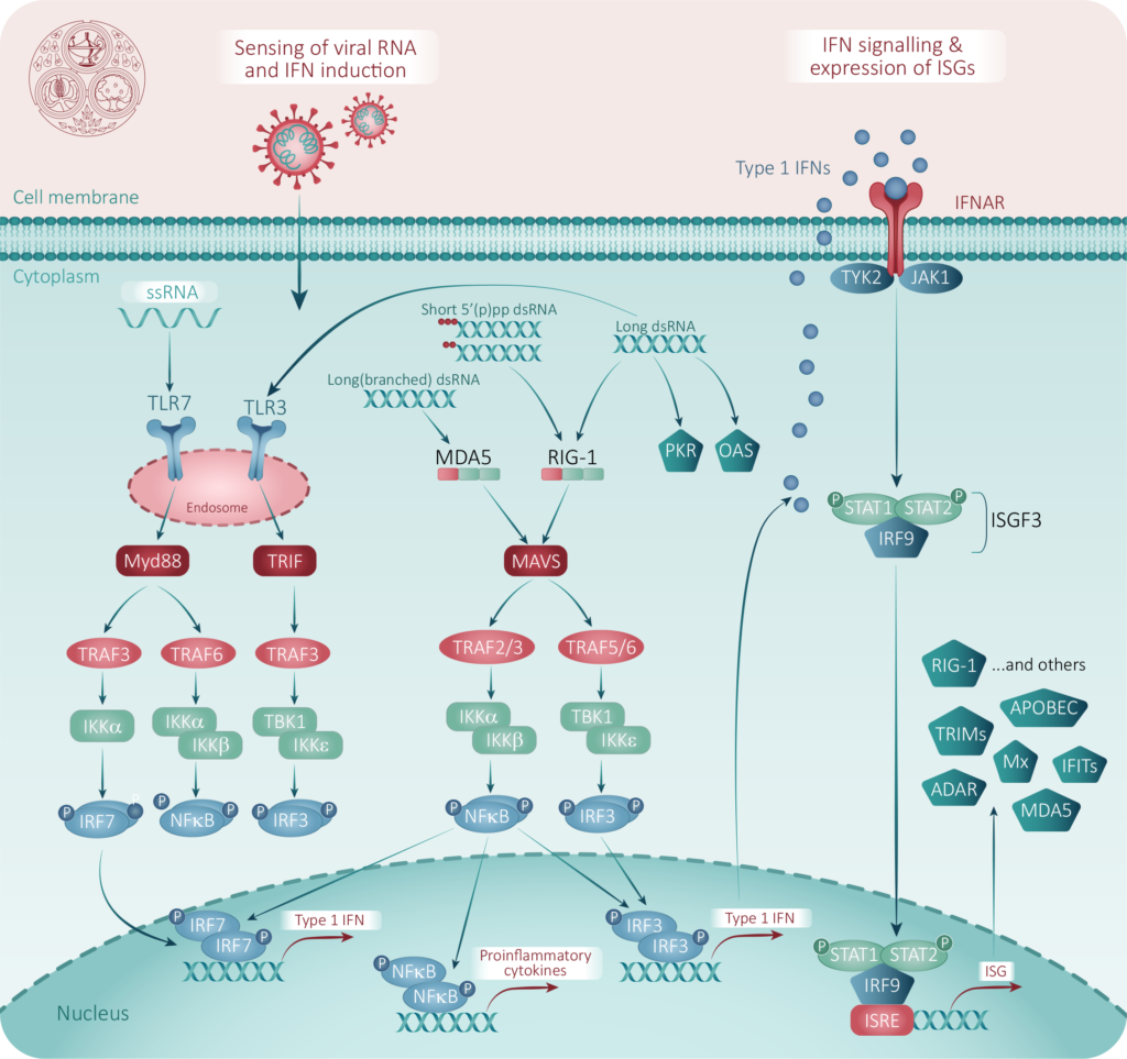 Innate immune response cascade