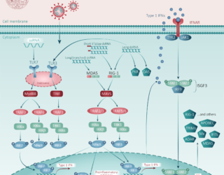 Innate immune response cascade