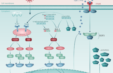 Innate immune response cascade