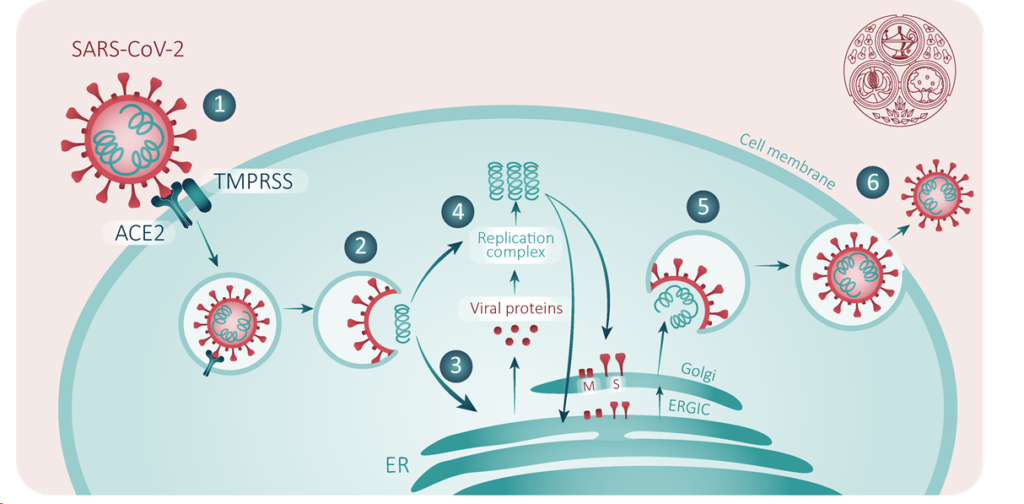 COVID-19/SARS-CoV-2 Pandemic | FPM