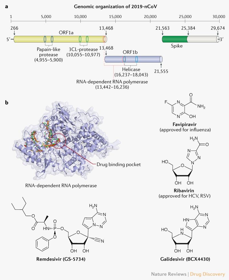 Figure 3: Genomic Structure of SARS CoV2 and Potential Targets for Antiviral Therapies14