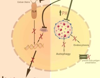 Action of hydroxychloroquine