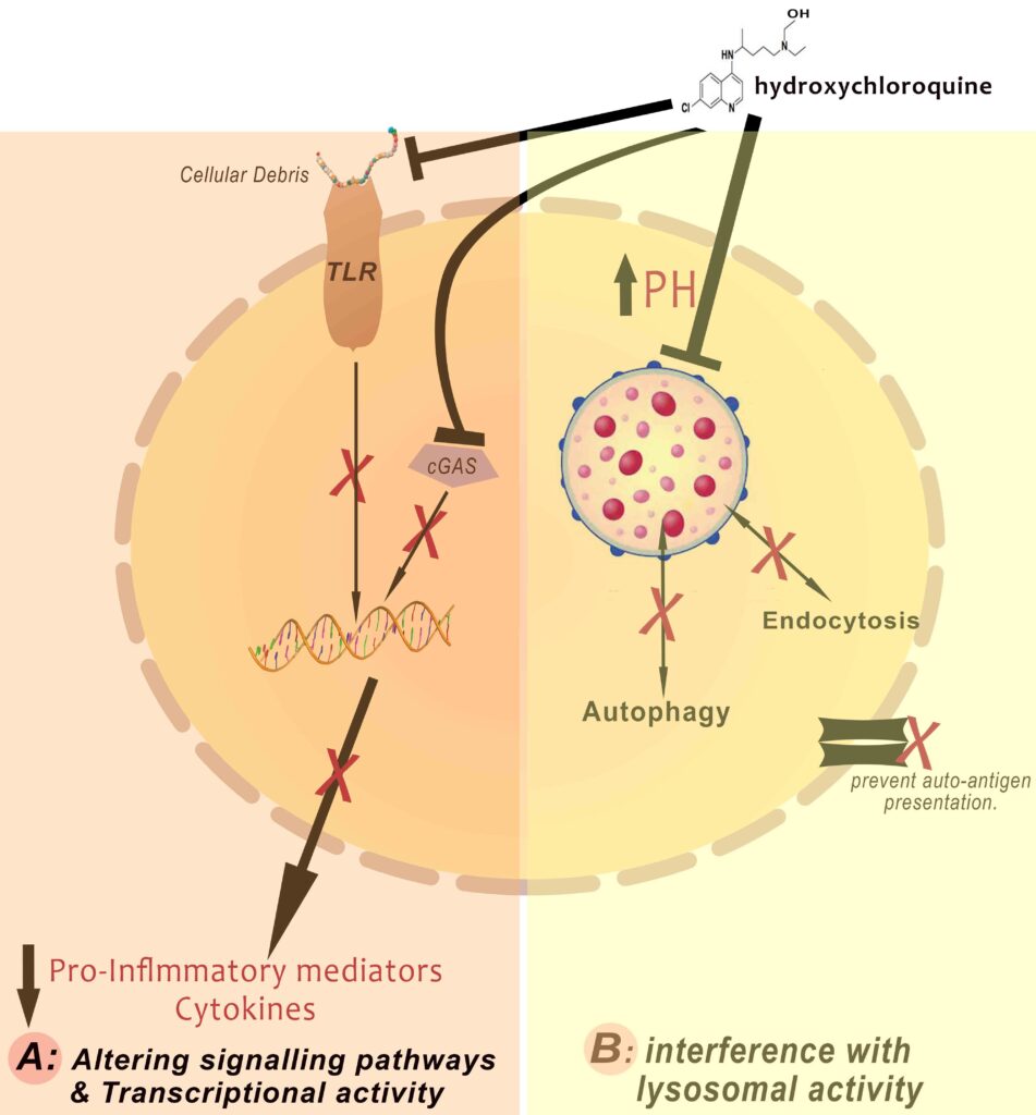 Action of hydroxychloroquine