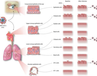 Respiratory Tract as the entry site for SARS-CoV-2