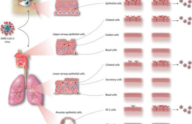 Respiratory Tract as the entry site for SARS-CoV-2