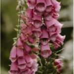 Foxglove and leaves