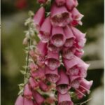 Foxglove and leaves