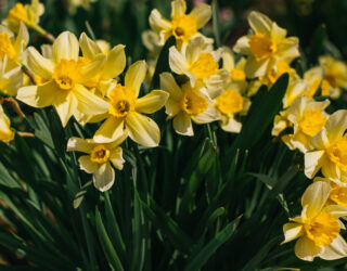 Daffodils