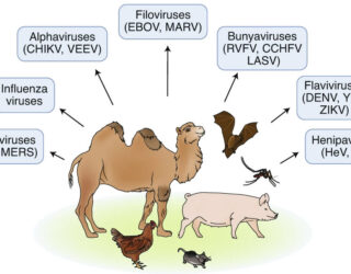 Historic overview of the twenty-first-century viral outbreaks_social